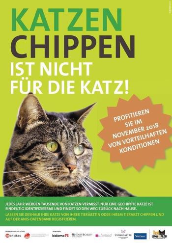 Katzen Chippen Tierarztpraxis