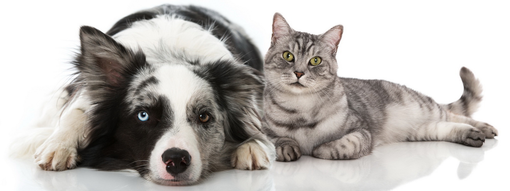 Dienstleistungen Tierarztpraxis Lüthi: Kleintiere (Katzen, Hunde, Nager)
