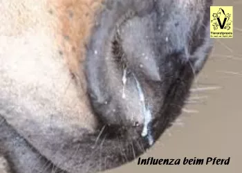 Influenza, Skalma, Pferdegrippe