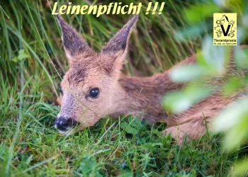 Kann Ihr Auto zur Hitzefalle werden?